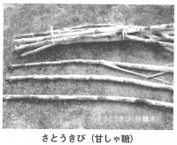thum-kitaiyo-satokibi
