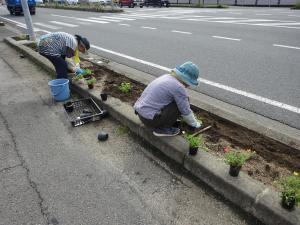 苗を植える