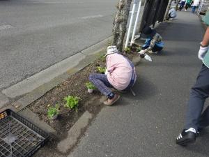 苗植え