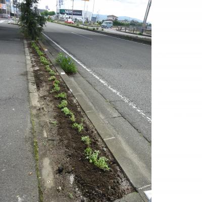苗植え