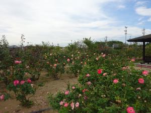 バラ公園の様子