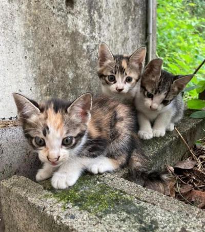 子猫の写真