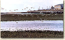重信川河口の画像
