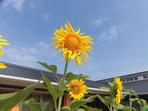 ビッグひまわりの花